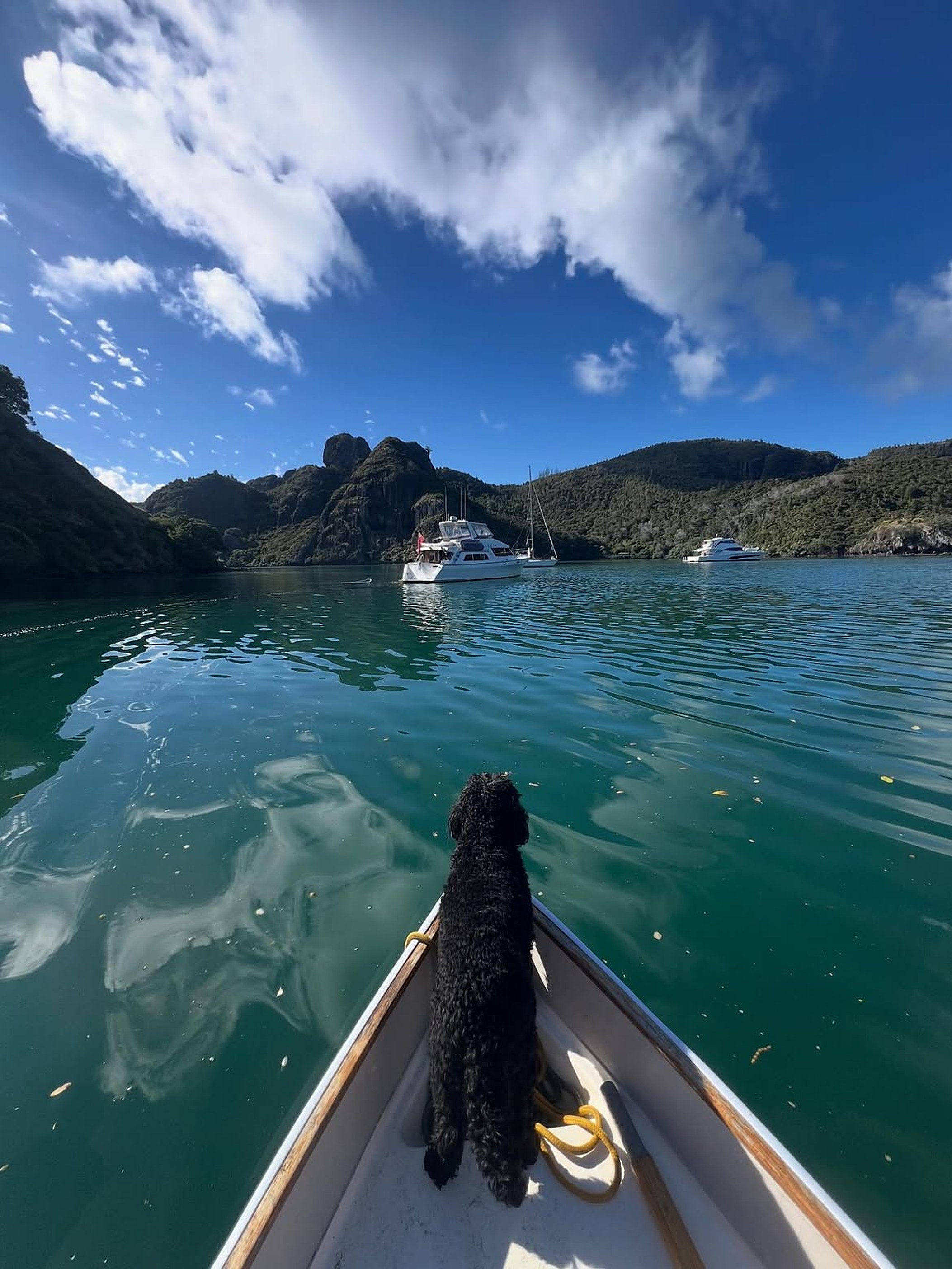 A dog in a life vest at the bow of a boat looking toward a Hauraki Gulf island
