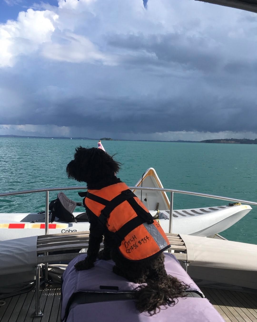 A dog in an orange life vest on the boat