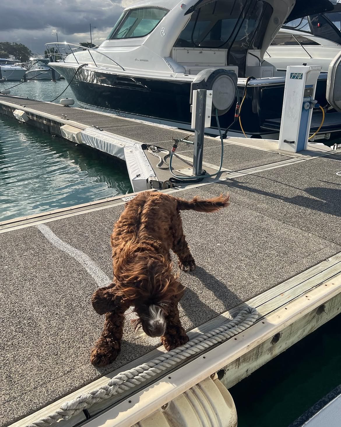 A dog trotting along the marina
