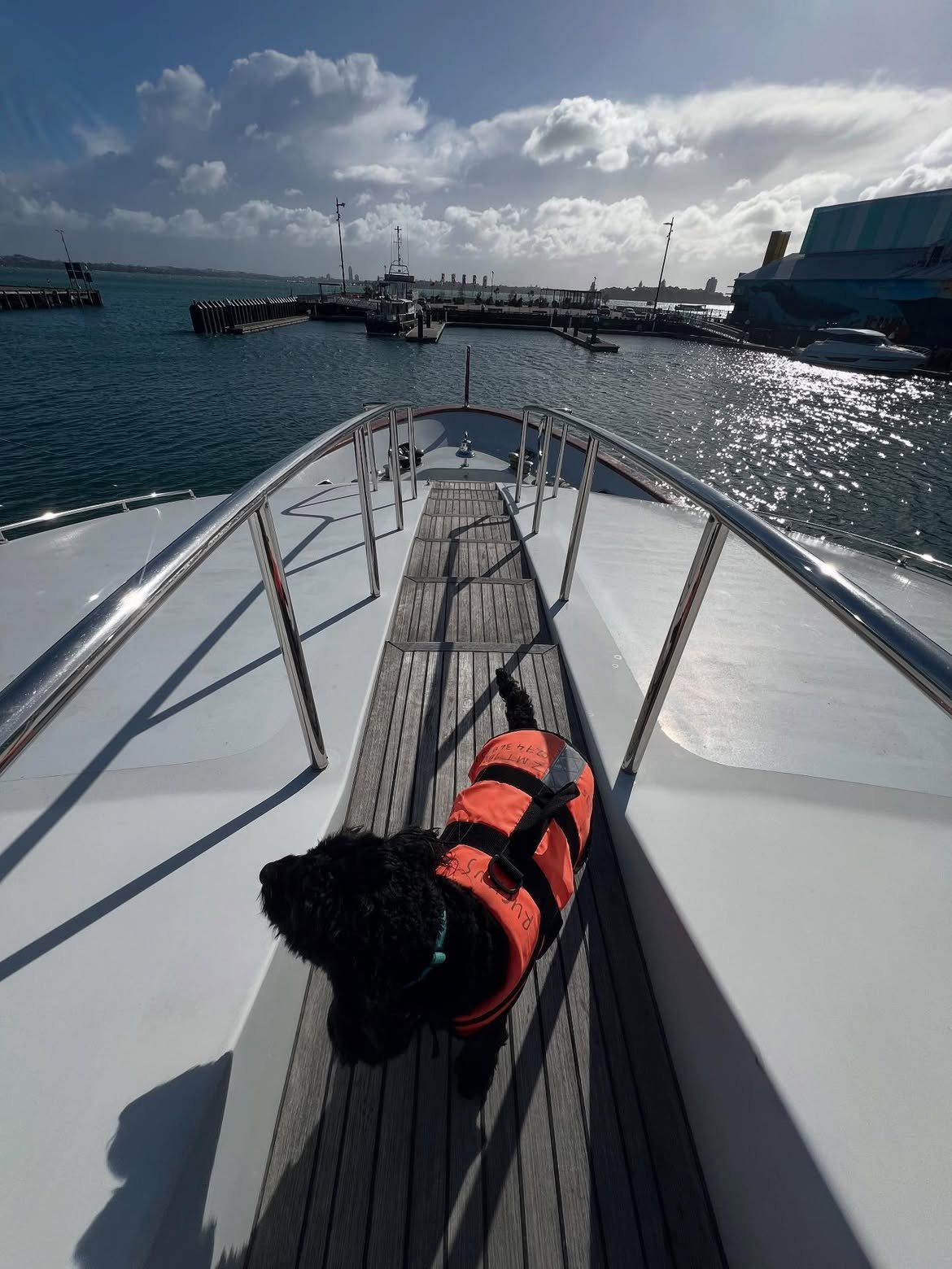 A Boat Dogs day on the water