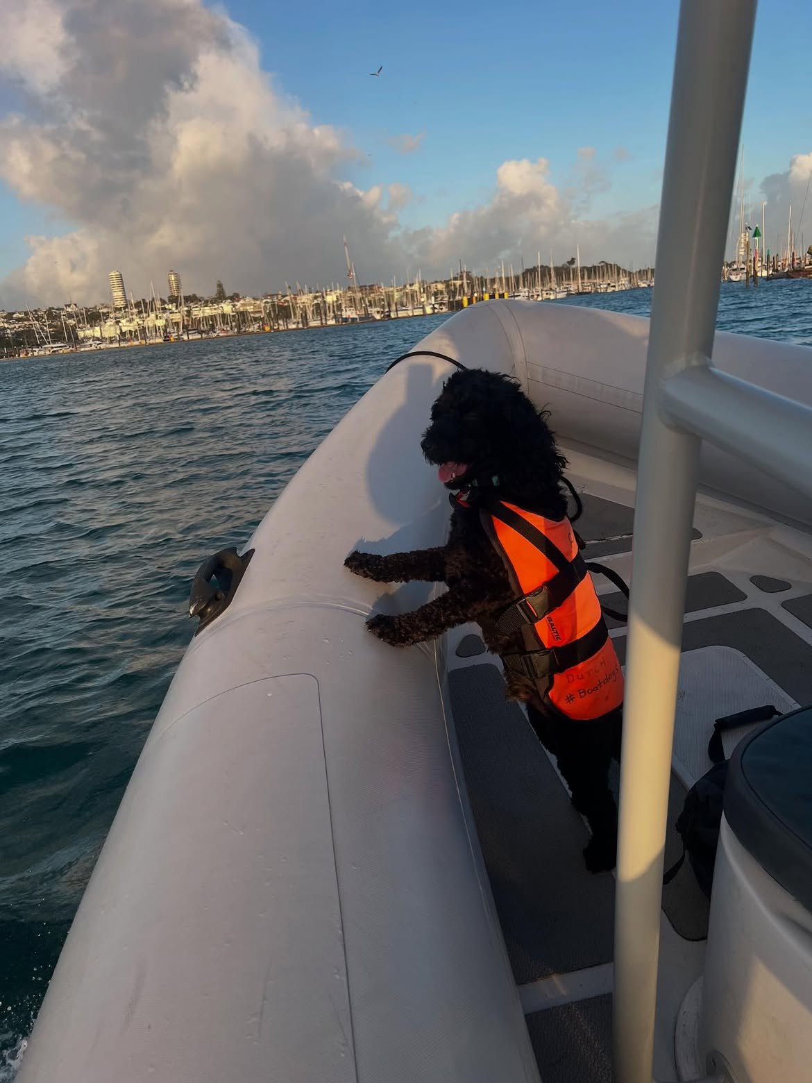 A dog watching the water with the Auckland skyline behind