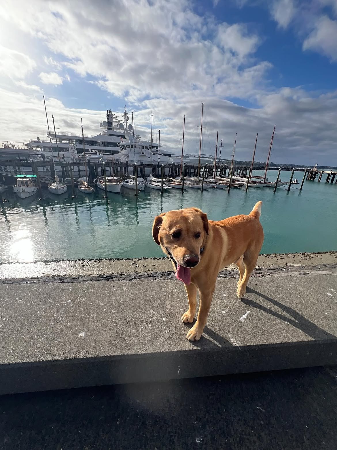 A golden retriever on the marina dock