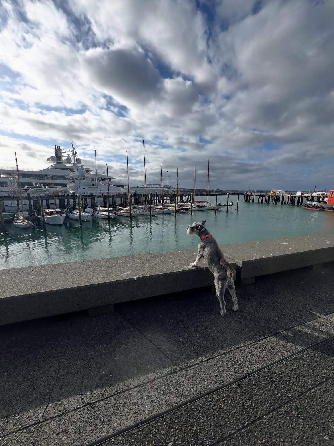 A dog on the dock beside the superyachts