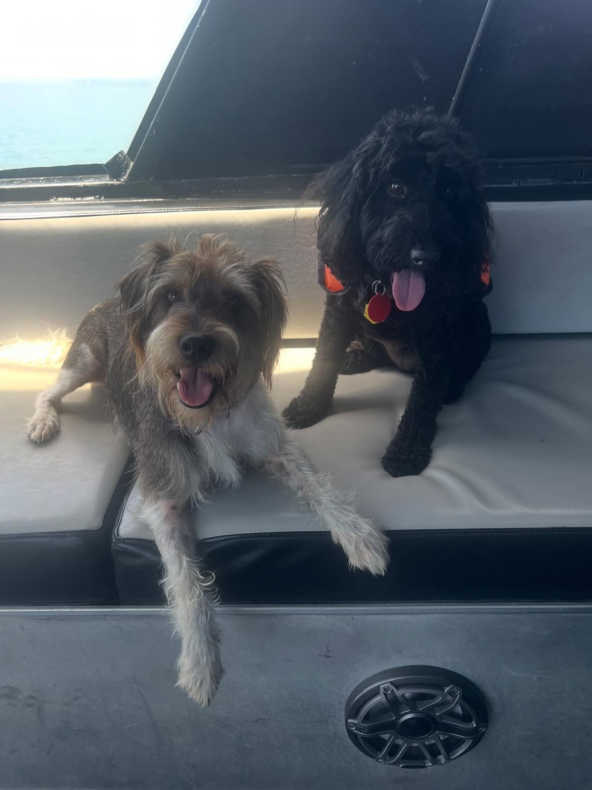 Why we cap every trip at six dogs