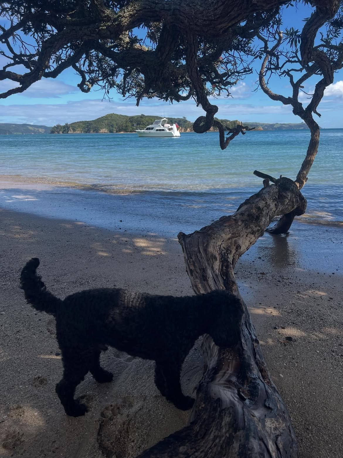 A dog exploring a beach under a pohutukawa tree