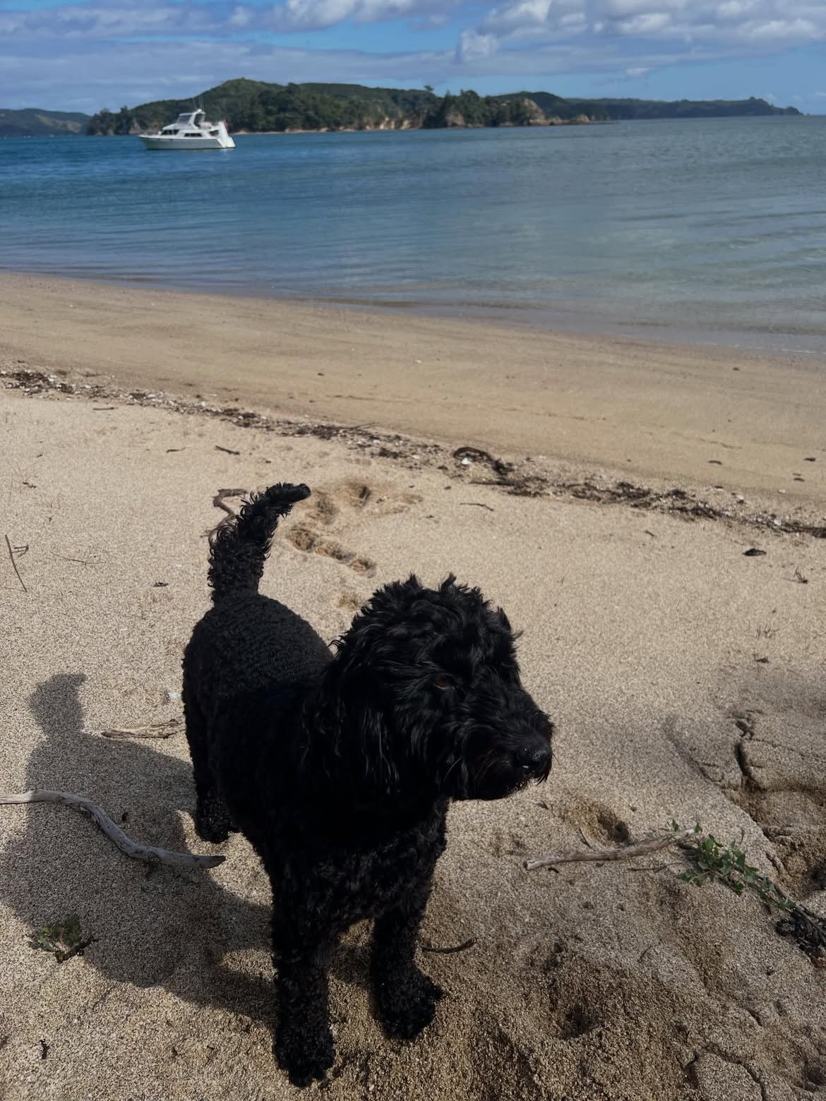 A Boat Dogs day on the water