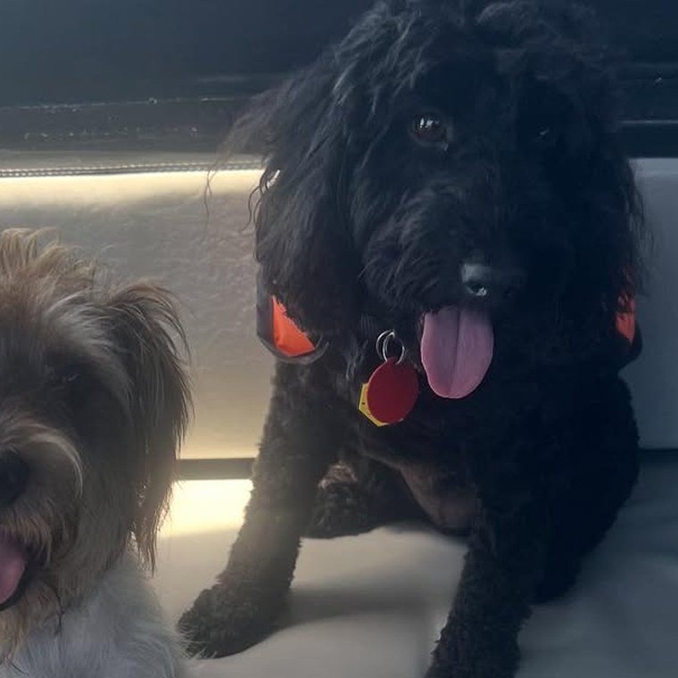 A black doodle aboard the boat