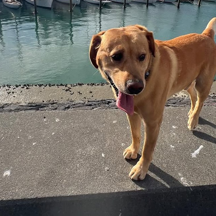 A golden retriever on the marina